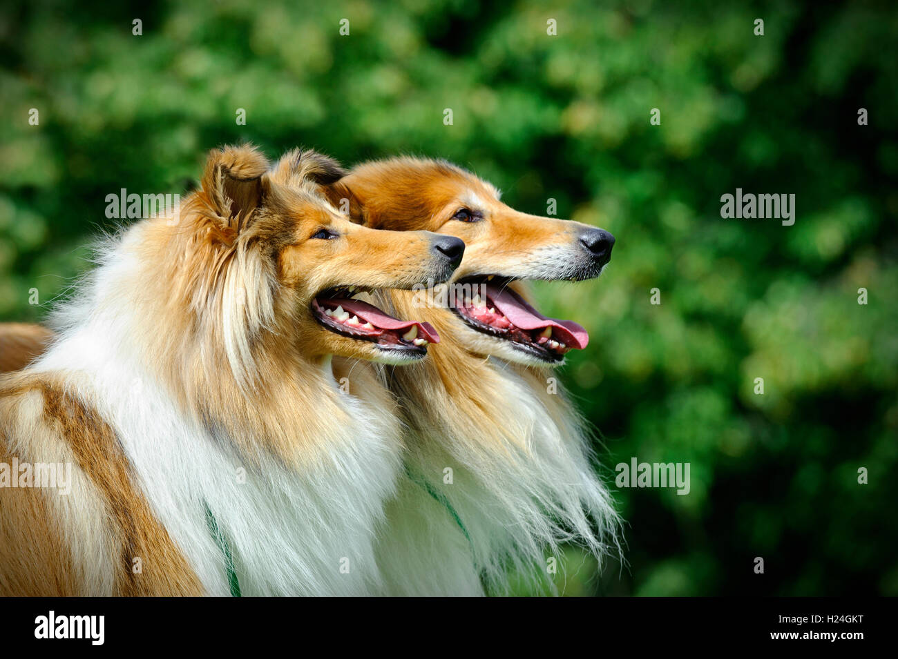 Collie, Scottish Collie Hund Stockfoto