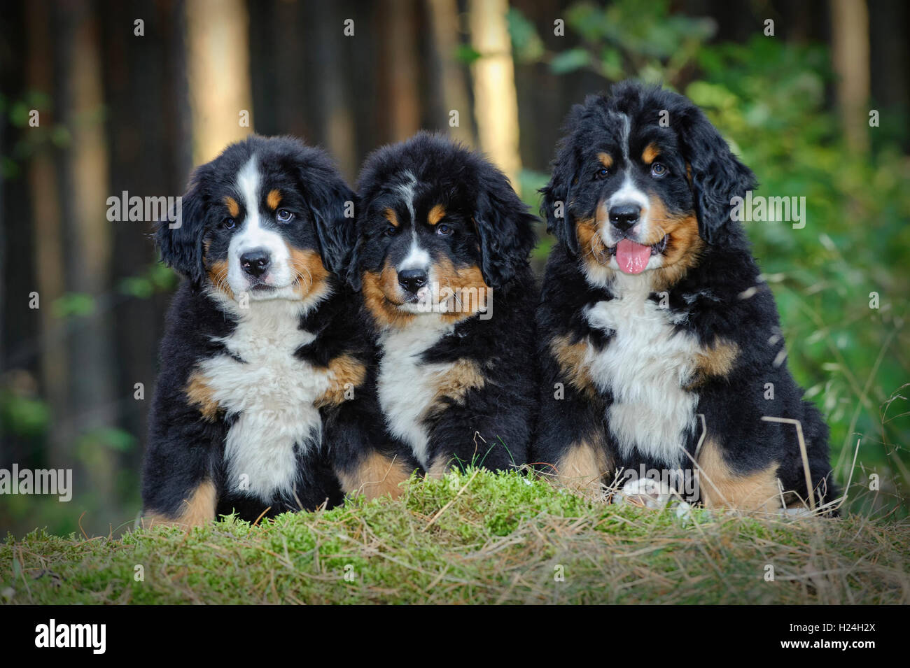 Drei Berner Sennenhund Welpen im Wald Stockfoto