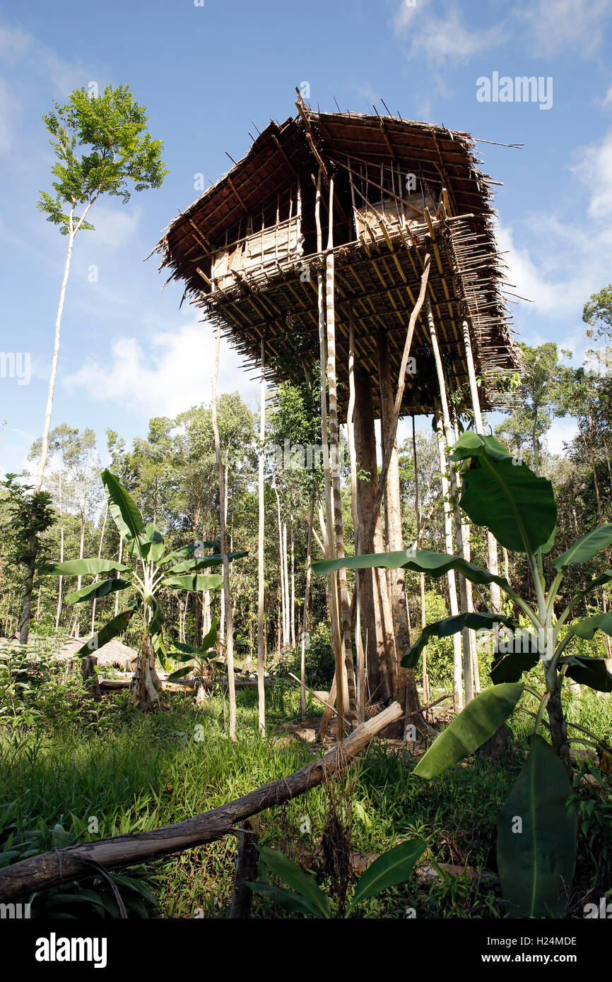 Korowai Treetop Haus tief in den Wald. Papua, Indonesien Stockfoto
