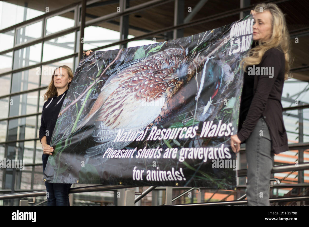 Die Befürworter von tierrechtsgruppe Animal Aid ein Protest außerhalb der senedd (Nationalversammlung für Wales), Cardiff halten, gegen staatliche Agentur natürlichen Ressourcen wales Leasing öffentliche Flächen für das Schießen der Fasane und andere Vögel. Tierische Hilfe sagen, dass zusätzlich zu den Tausenden von fasanen getötet zu werden, andere Tiere, ist eine gezielte und Schäden an der Umwelt verursacht. Stockfoto