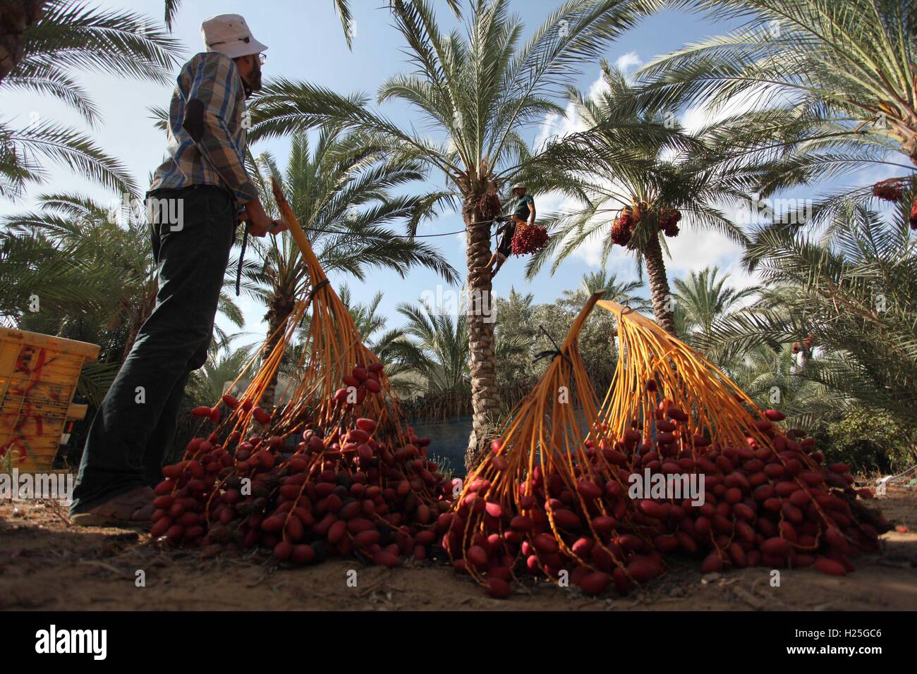 Dair Al-Balah, Gazastreifen, Palästinensische Gebiete. 25. September 2016. Palästinensische Bauern ernten stammt aus einer Palme in Dair Al Balah im zentralen Gazastreifen 25. September 2016 Credit: Ashraf Amra/APA Bilder/ZUMA Draht/Alamy Live News Stockfoto