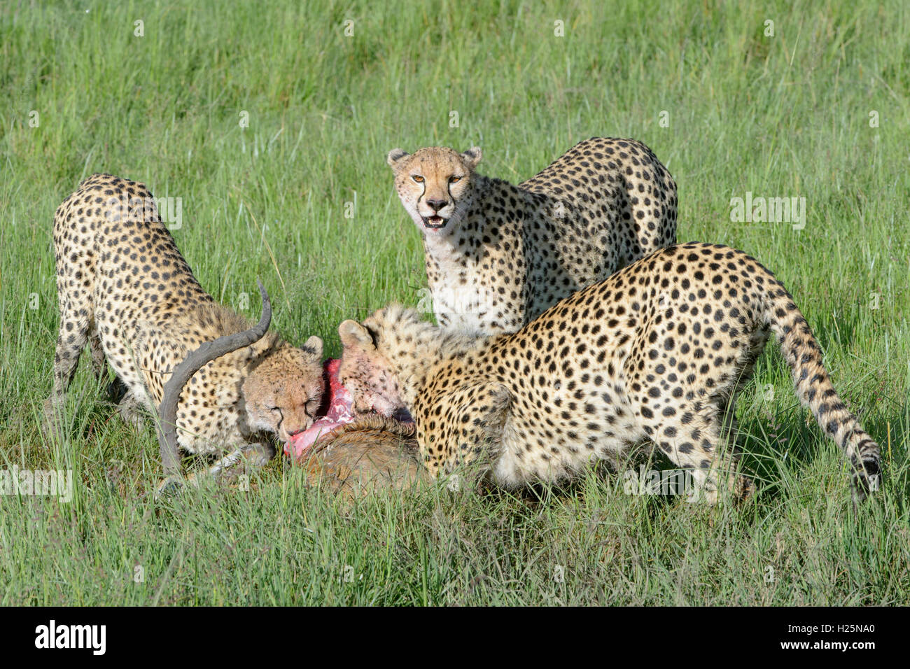 Gepard (Acinonix Jubatus) Mutter mit zwei Jugendliche mit nur getötet männlichen Impala (Aepyceros Melampus), Massai Mara, Kenia. Stockfoto