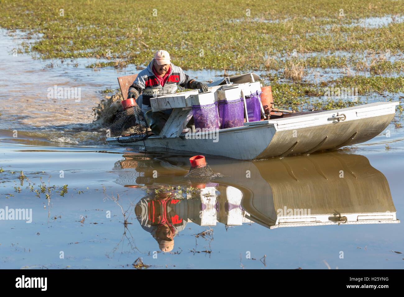 Aquakultur Farmer zieht fallen mit Flusskrebsen auch Langusten aus einem überfluteten Reisfeld in ländlichen Eunice, Louisiana. Langusten werden gezüchtet in überfluteten Reis Felder, die den Landwirten eine Reisernte Sommer und Winter Langusten Ernte. Stockfoto