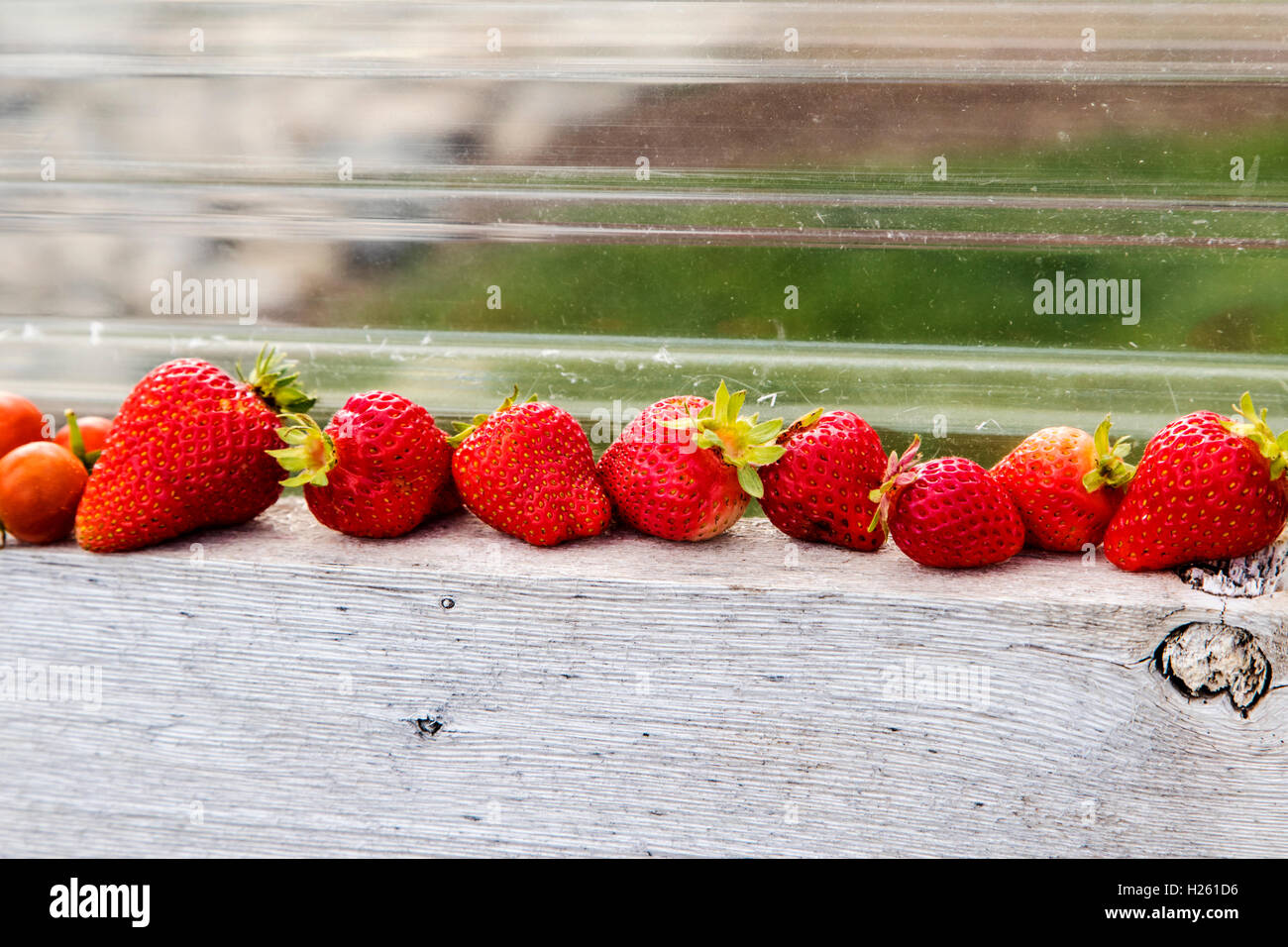 Frisch gepflückten Erdbeeren; Gemüsegarten Stockfoto