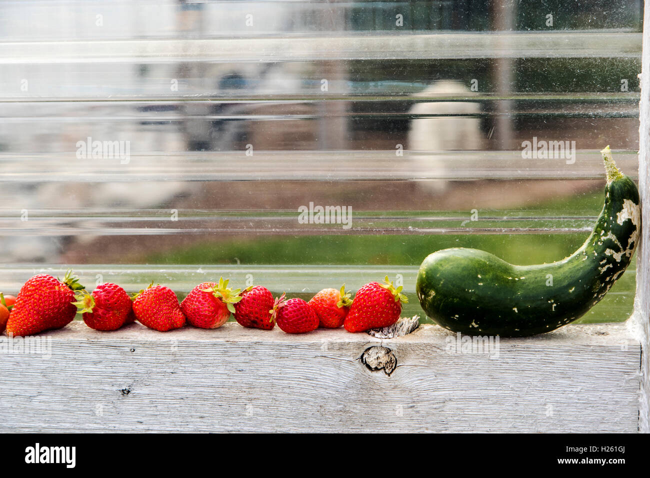 Frisch gepflückten Erdbeeren & Gurke; Gemüsegarten Stockfoto
