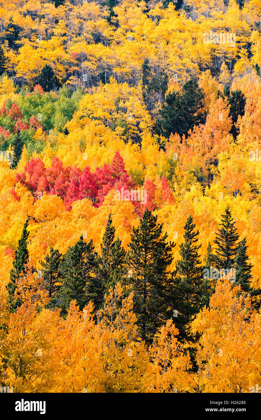 Herbstfarben in der Nähe von Monarch Pass; Zentralen Colorado; USA Stockfoto