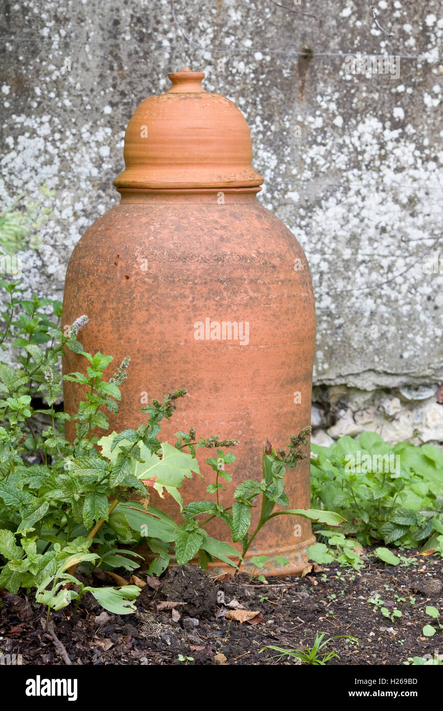 Terrakotta Rhabarber Forcer's in einem Gemüsegarten Stockfoto