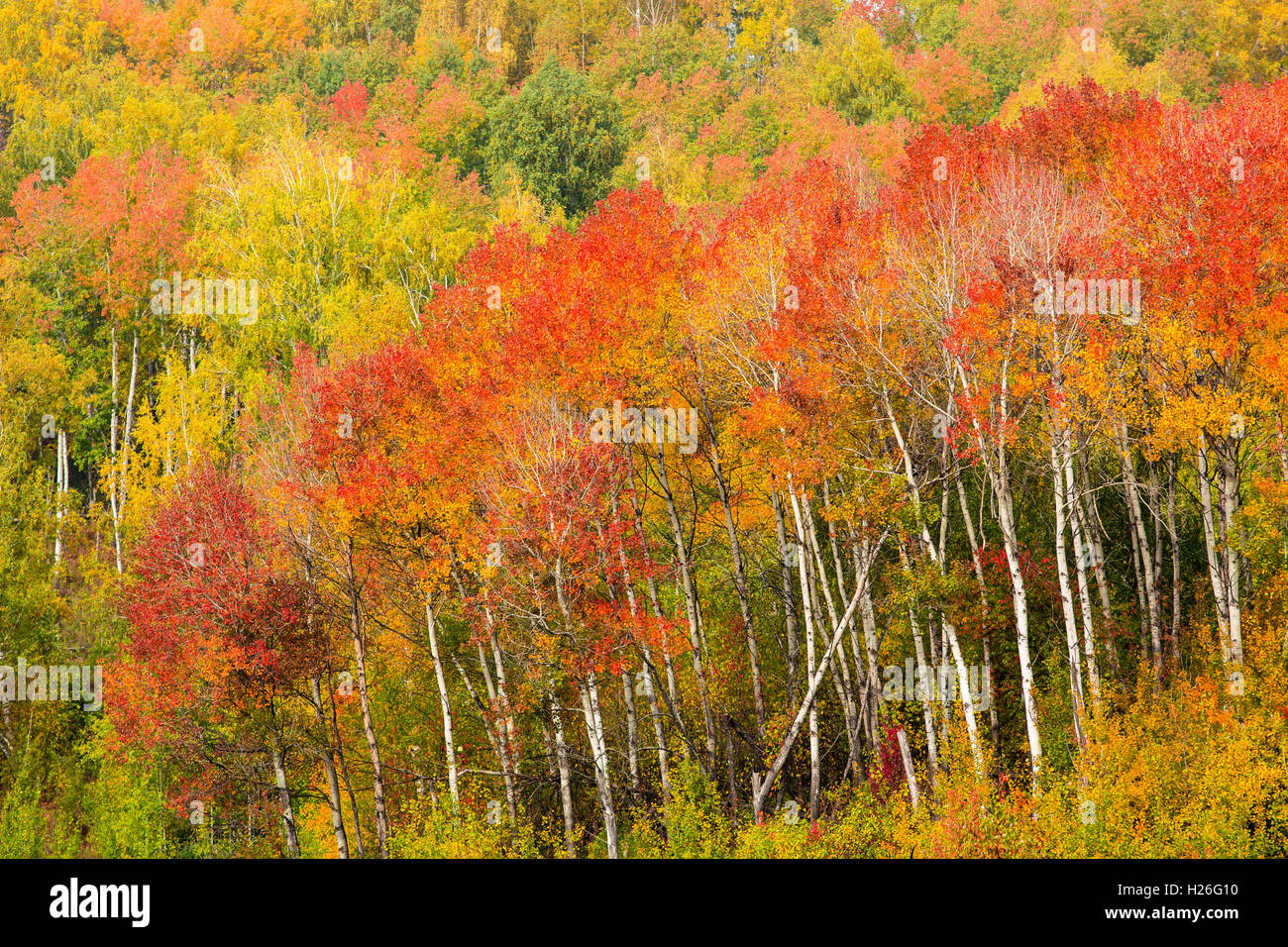 Schönen Wald oder Park im Herbst Stockfoto