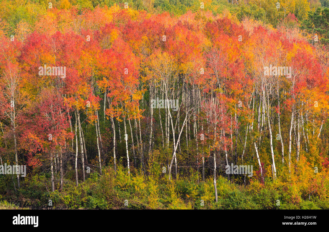 Herbst leuchtend bunte Waldlandschaft Stockfoto