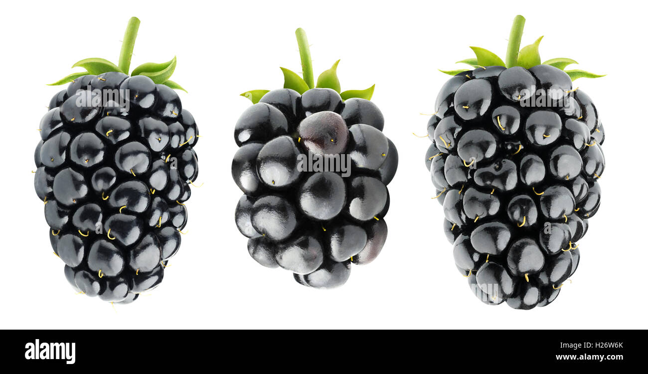 Isolierte Brombeeren. Drei verschiedene Blackberry Früchte auf weißem Hintergrund mit Beschneidungspfad isoliert Stockfoto