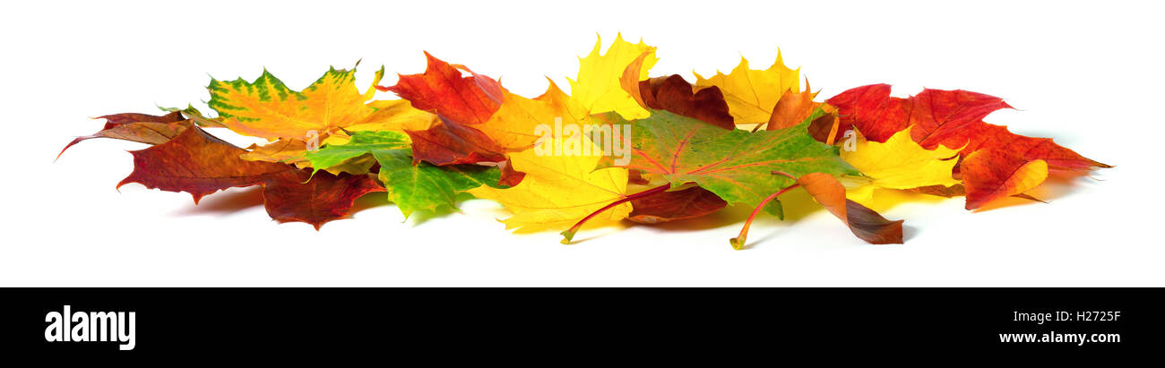 Heruntergefallen Herbstlaub in leuchtenden Farben, Studio isoliert auf weißem Hintergrund Stockfoto