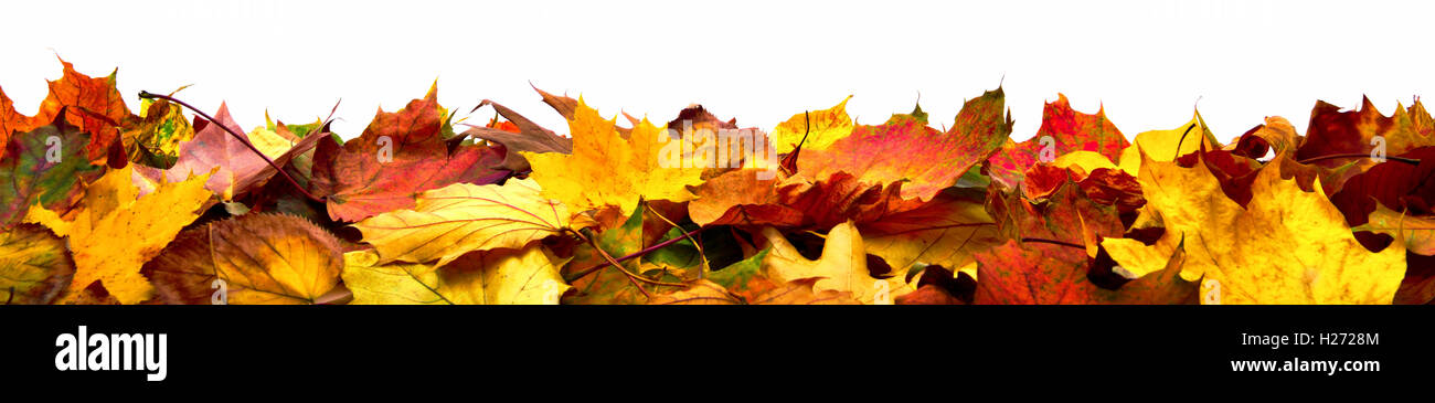 Herbstliches Laub auf dem Boden liegend, Panoramaformat mit lebendigen Farben, isoliert auf weiss Stockfoto Herbstliches Laub auf dem Boden liegend, Panoramaformat mit lebendigen Farben, isoliert auf weiss Stockfoto