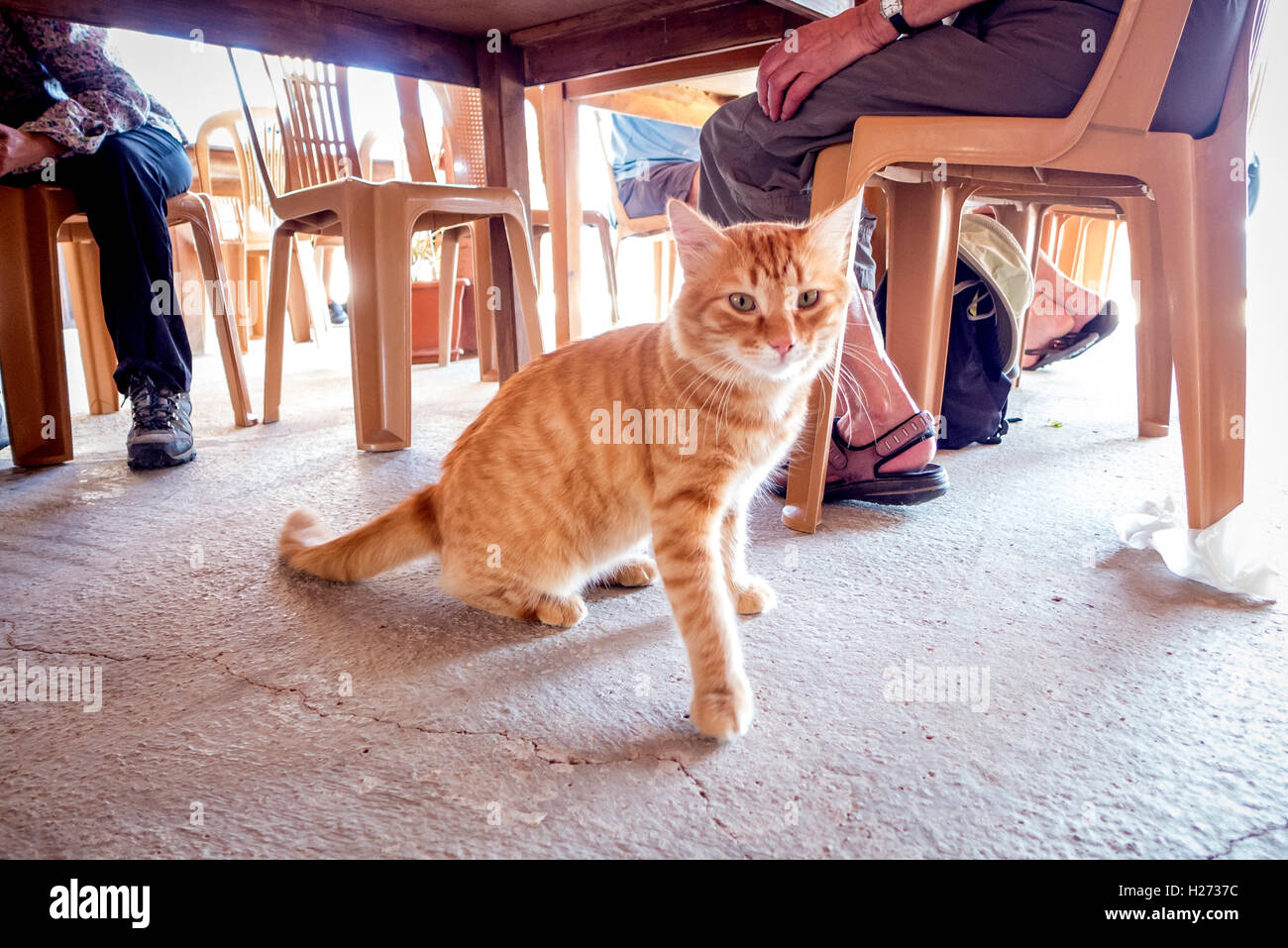 Herrenlose Straßenkatzen Aufräumvorgang für Schrott in einem Restaurant in Nord-Zypern Stockfoto