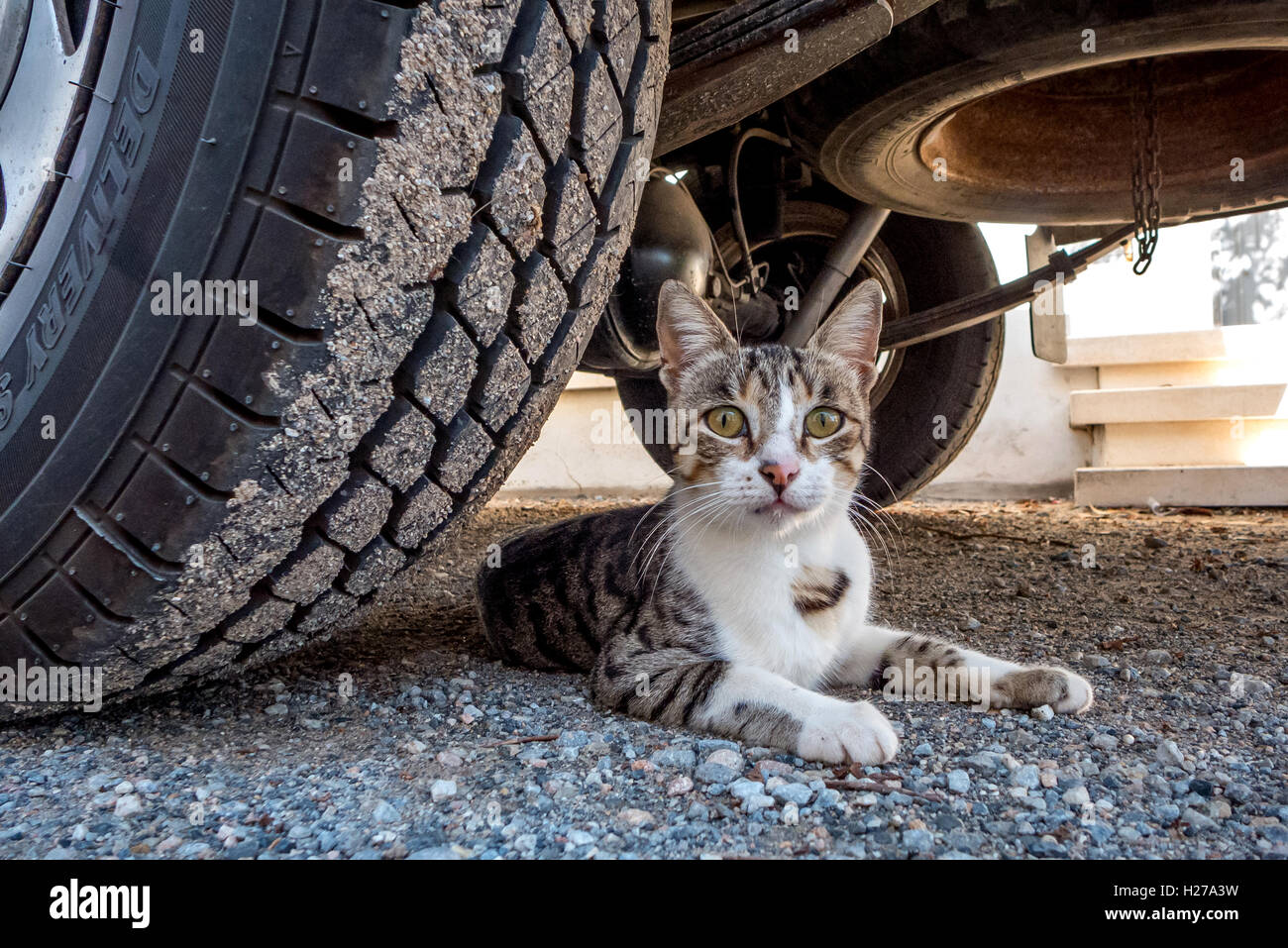 Eine streunende Katze, die auf der Flucht vor der Hitze unter einem Auto Stockfoto