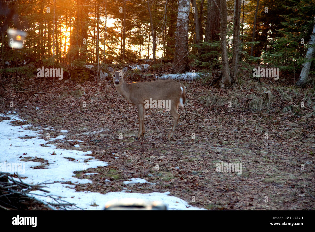 Weißen Schweif Doe Reh im Vorgarten der Hütte am See Knot-. Kabel Wisconsin WI USA Stockfoto