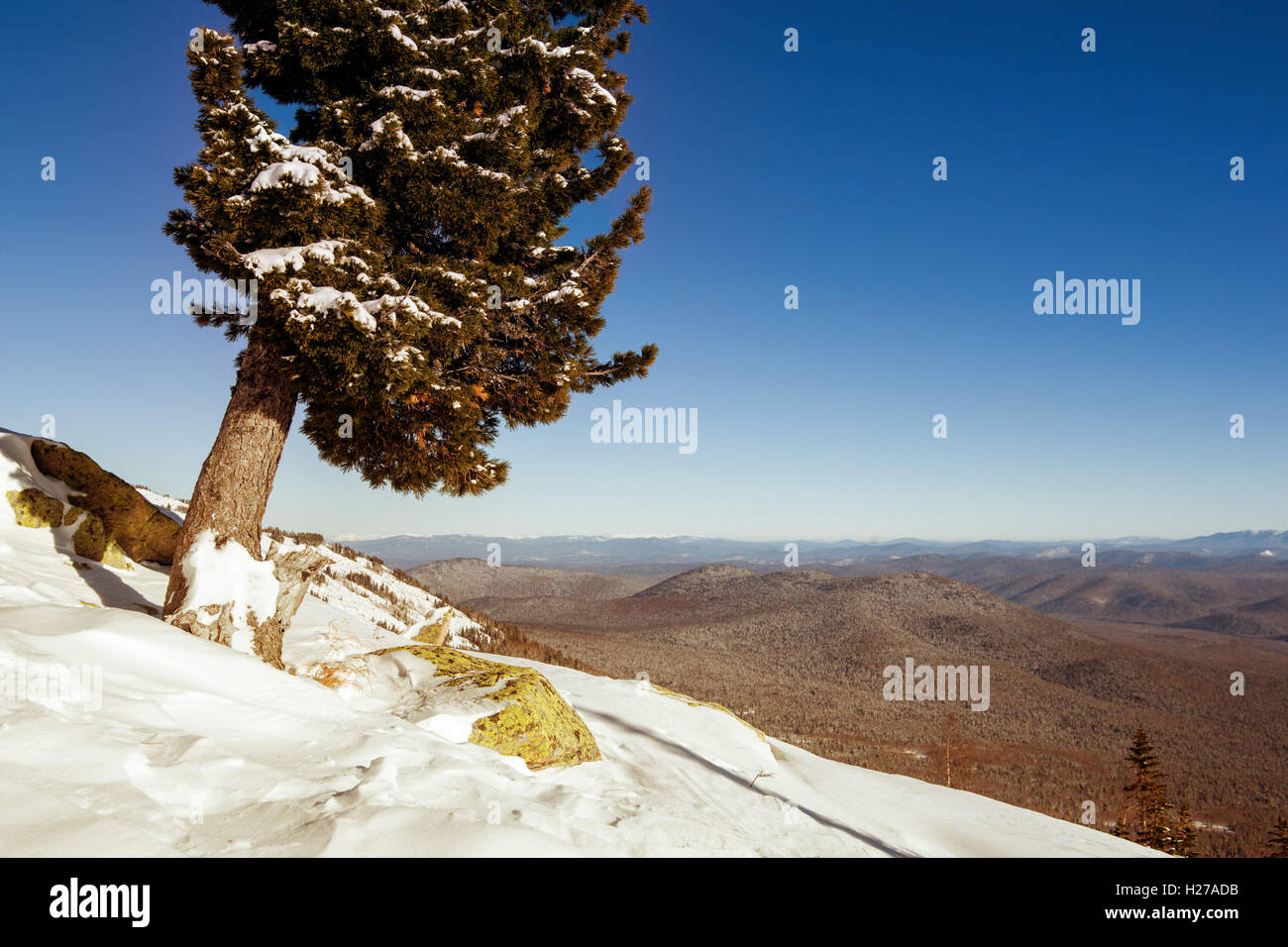 Einsamer Baum auf Berg mit Panoramablick Stockfoto
