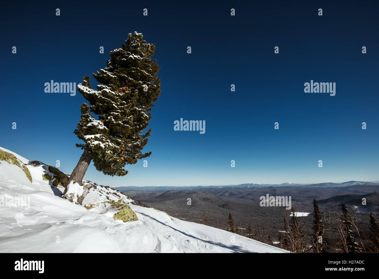 Einsamer Baum auf Berg mit Panoramablick Stockfoto