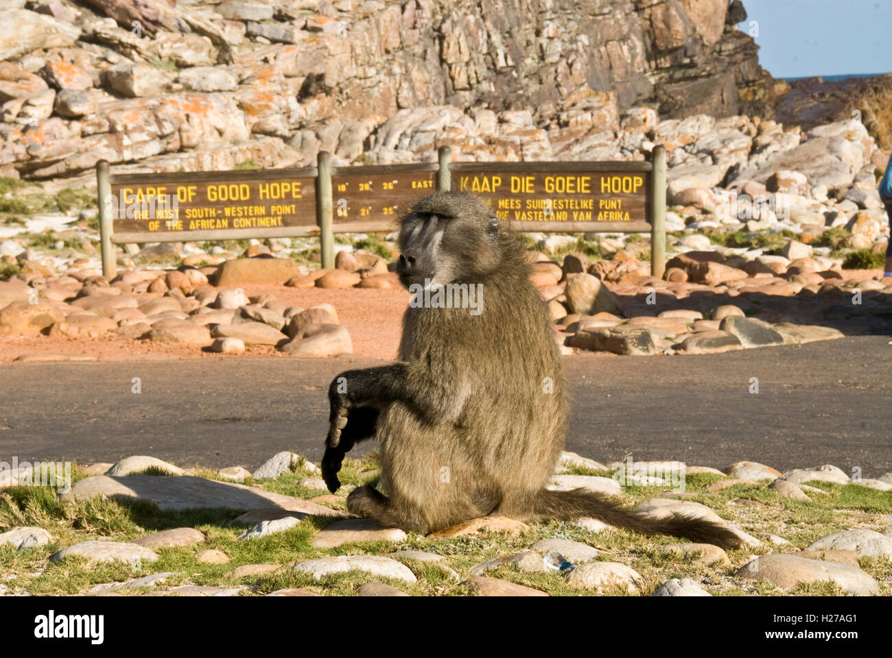 Ein Pavian der Hinweistafel am Kap der guten Hoffnung, Cape Point, Südafrika Stockfoto