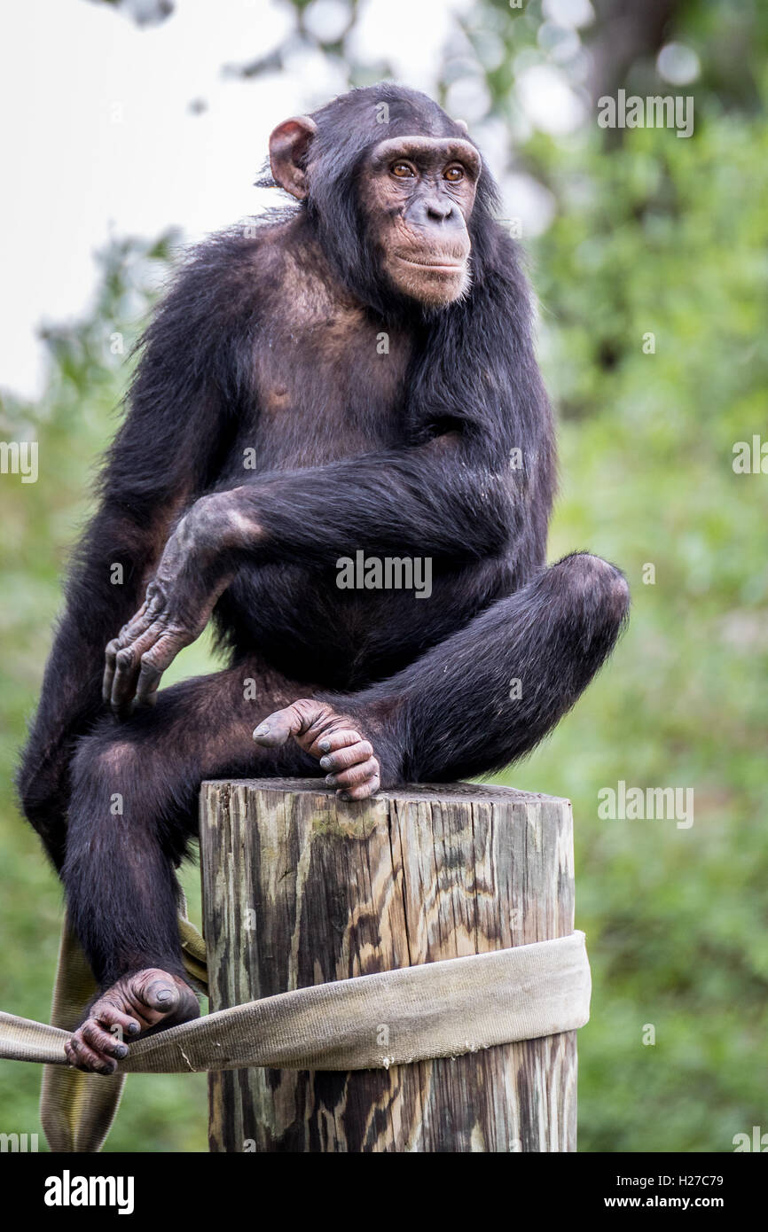 Ein Schimpanse sitzt auf einem Pfosten. Stockfoto