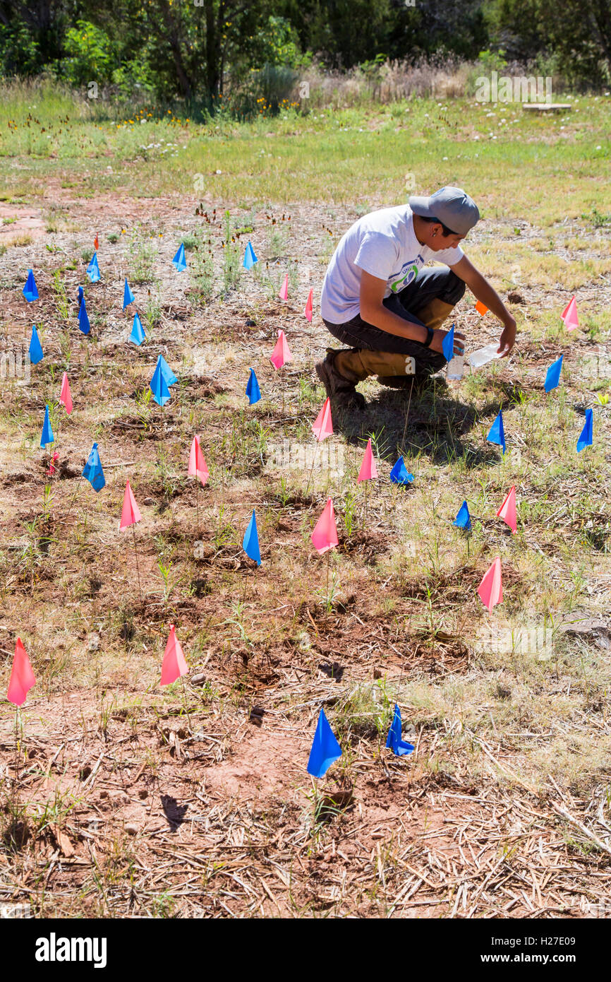 Pecos (New Mexico) ein Mitglied der Jugend Conservation Corps Gewässern Wolfsmilch Neuanlagen am Pecos National Historical Park. Stockfoto