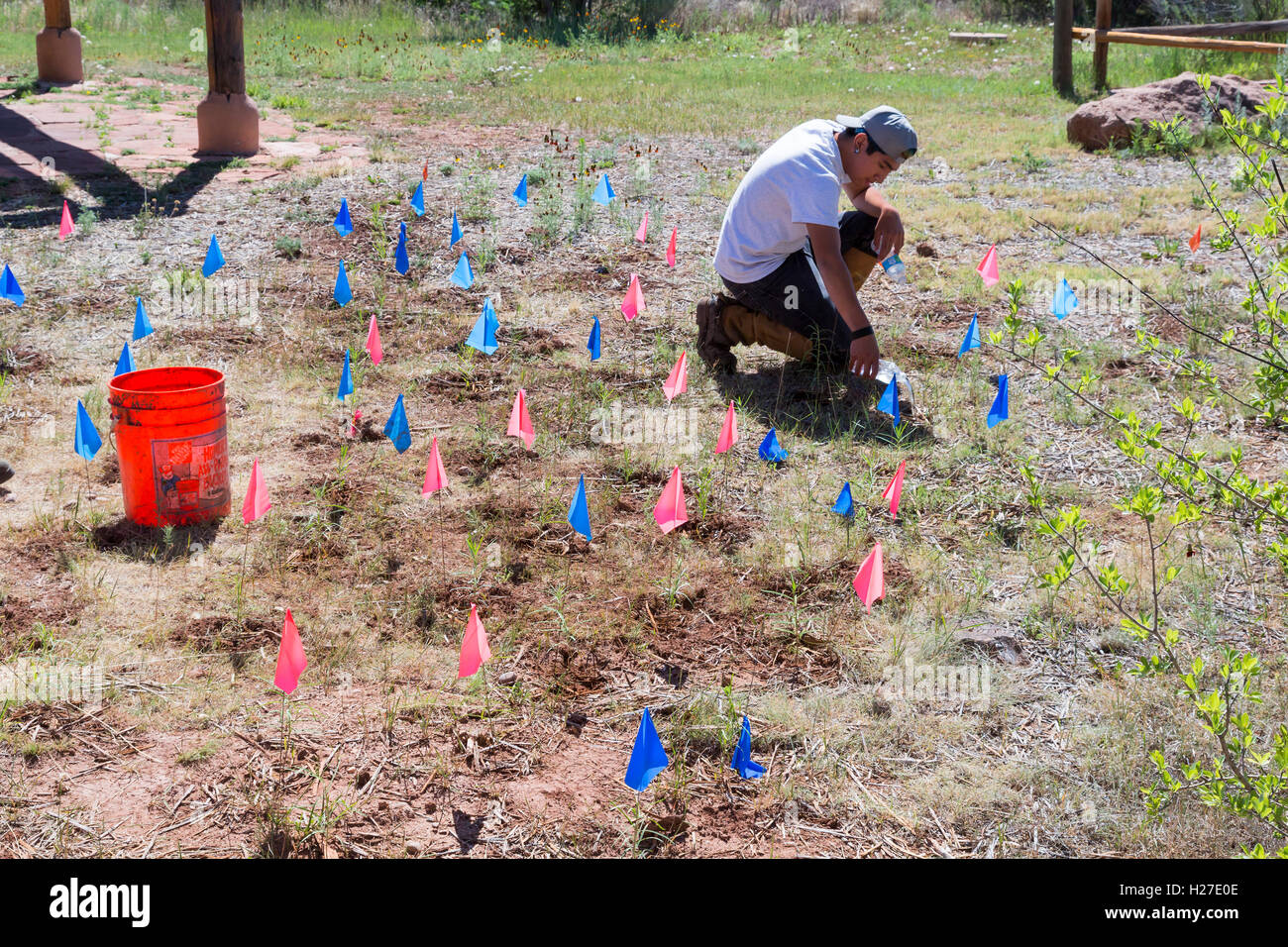 Pecos (New Mexico) ein Mitglied der Jugend Conservation Corps Gewässern Wolfsmilch Neuanlagen am Pecos National Historical Park. Stockfoto