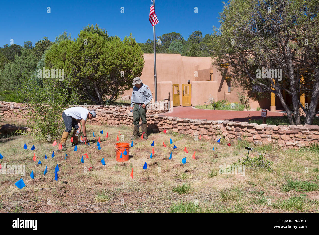 Pecos (New Mexico) ein Mitglied der Jugend Conservation Corps Gewässern Wolfsmilch Neuanlagen am Pecos National Historical Park. Stockfoto