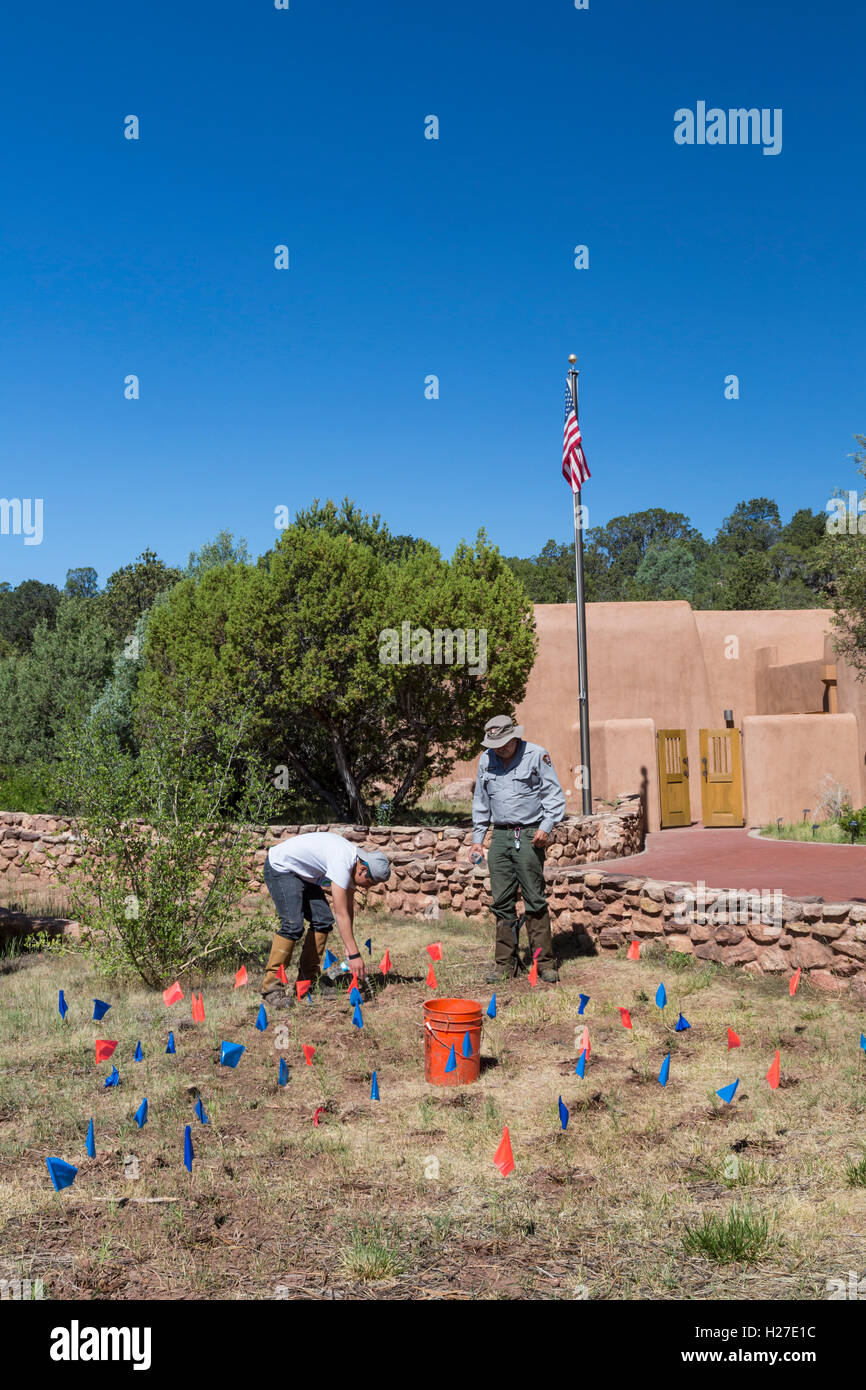Pecos (New Mexico) ein Mitglied der Jugend Conservation Corps Gewässern Wolfsmilch Neuanlagen am Pecos National Historical Park. Stockfoto