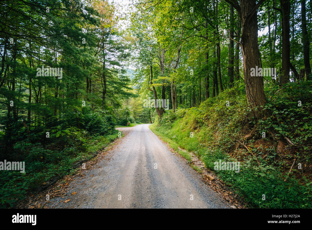 Feldweg durch den Wald, in der ländlichen Shenandoah Valley, Virginia. Stockfoto