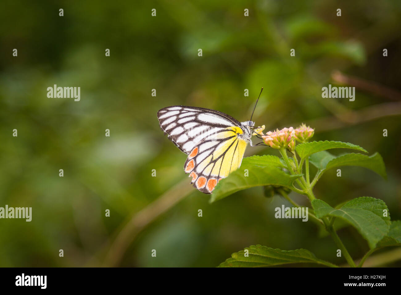 Farbenfrohe Schmetterling auf einer Blüte Stockfoto