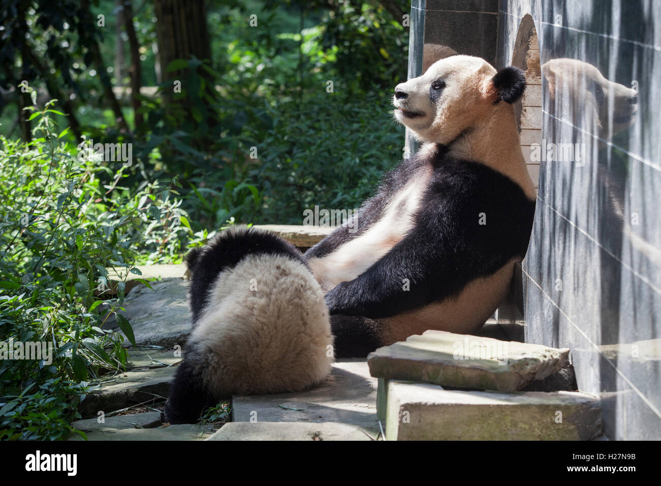Zwei Riesen-Panda-Bären spielen in ihrem Lebensraum in Bifengxia Panda Nationalreservat in Sichuan, China Stockfoto