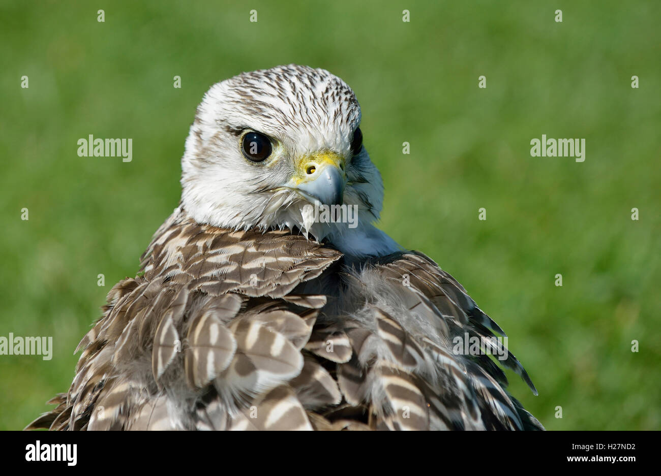 Hybrid-Falconer den Falcon Kopf & Schultern Ansicht Stockfoto