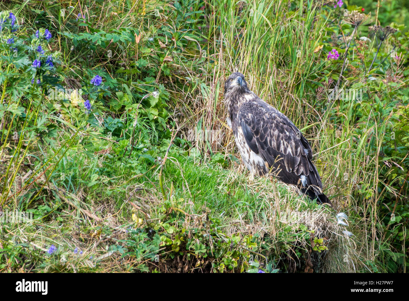 Alaska, Aleuten-Insel Unalaska. Unreife Weißkopf-Seeadler (Haliaeetus Leucocephalus) entlang der Lachs gefüllt Illiuliuk Fluss. Stockfoto