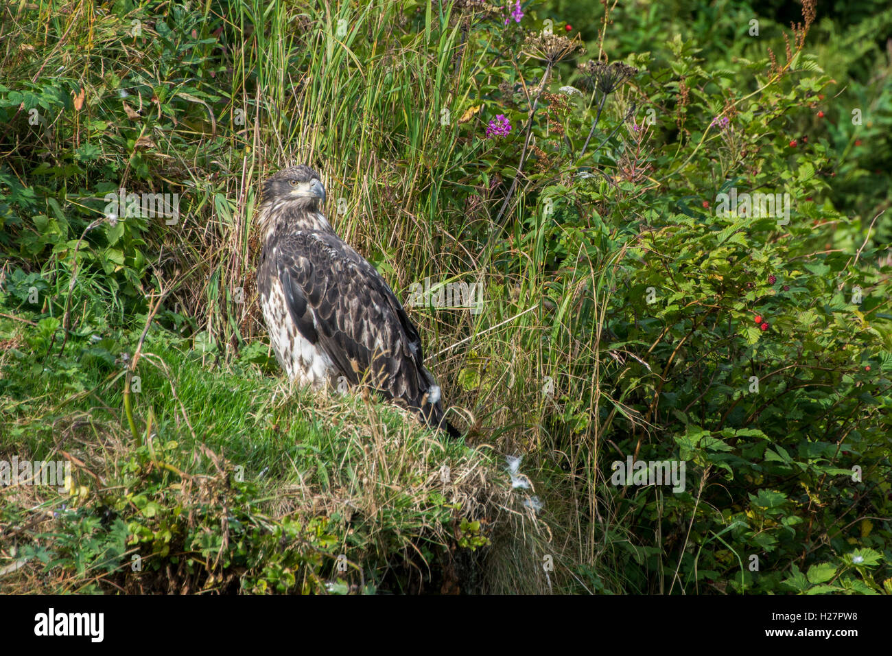 Alaska, Aleuten-Insel Unalaska. Unreife Weißkopf-Seeadler (Haliaeetus Leucocephalus) entlang der Lachs gefüllt Illiuliuk Fluss. Stockfoto