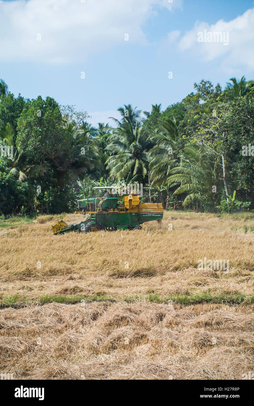 Rice Field auf der Straße nach Tess, Sri Lanka Stockfoto