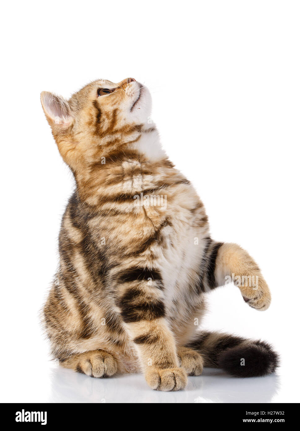 verspielte schottischen Katze Kätzchen nachschlagen Stockfoto