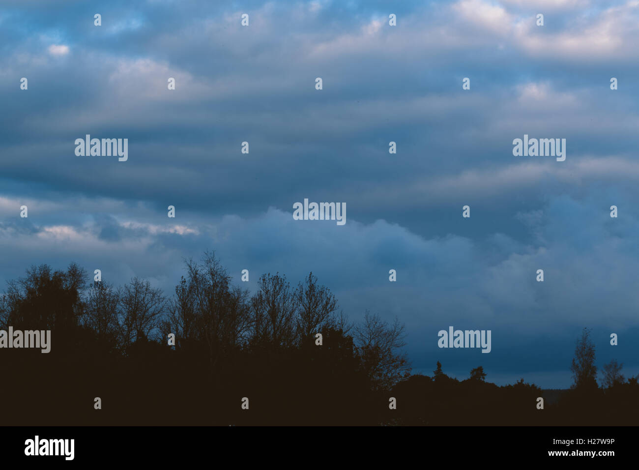 Gewitterwolken über dem Wald Stockfoto