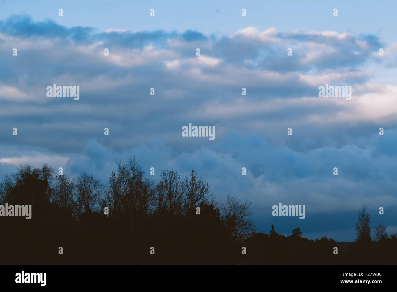 Gewitterwolken über dem Wald Stockfoto