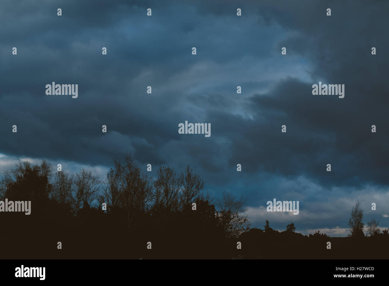 Gewitterwolken über dem Wald Stockfoto