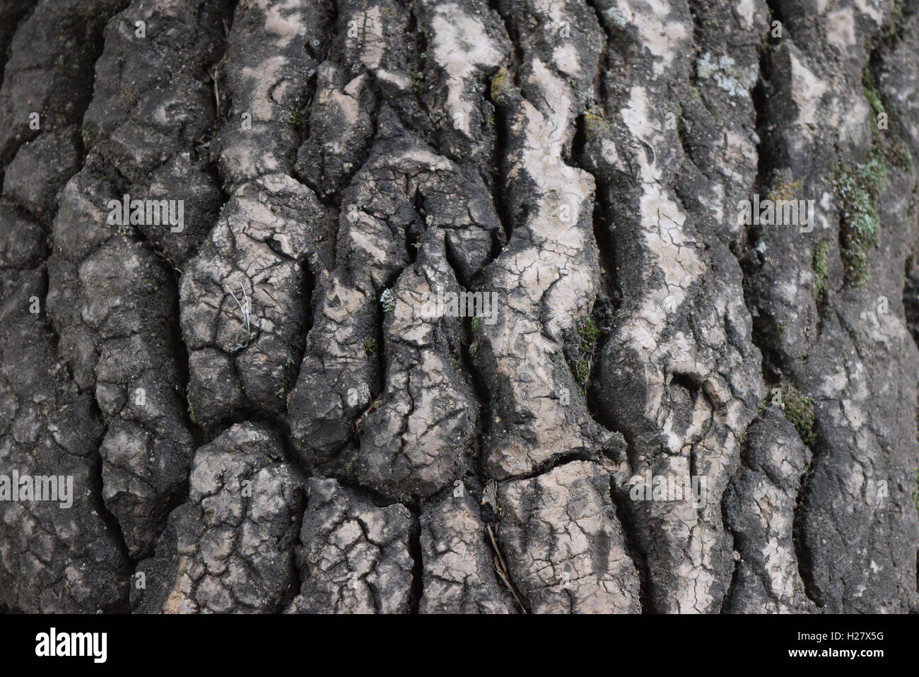 Grob strukturierte Rinde mit Moos auf alten Bäumen, Finca Filadelfia, Antigua, Guatemala Stockfoto