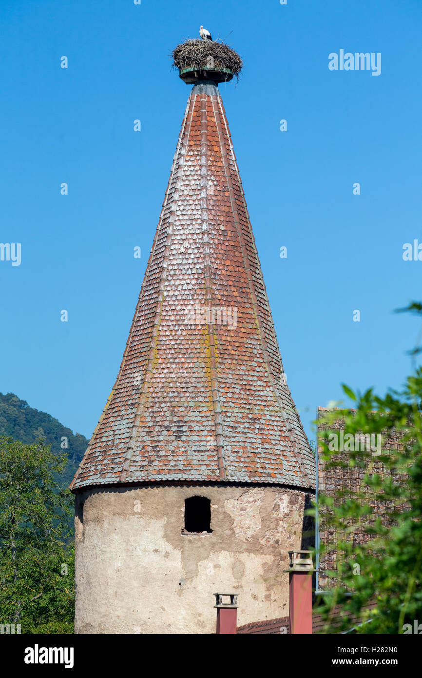 Störche nisten auf einem Turm in Ribeauvillé, Elsass, Frankreich Stockfoto