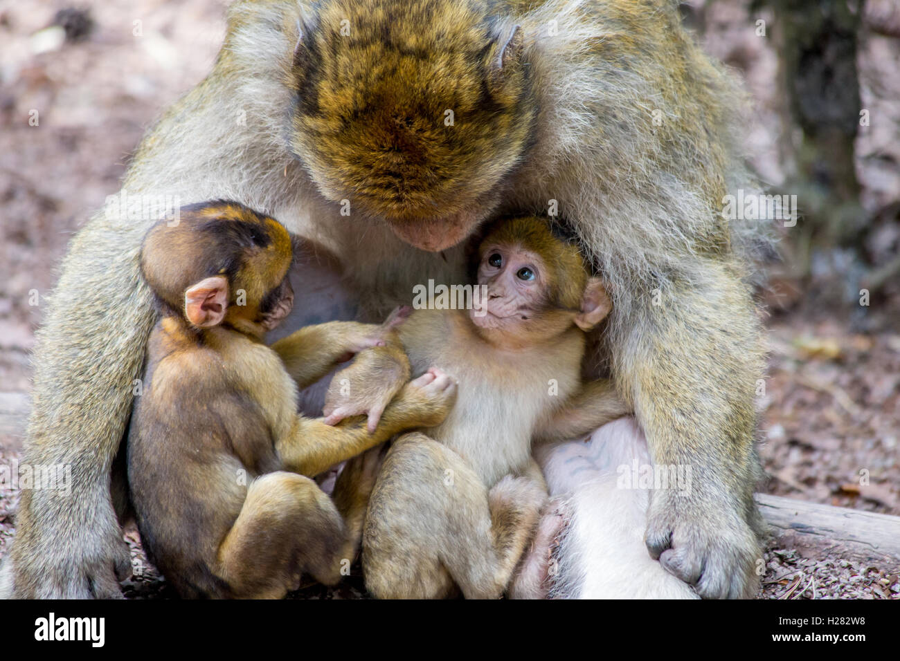 Berberaffe im Montagne des Singe Conservation Park, Elsass, Frankreich Stockfoto