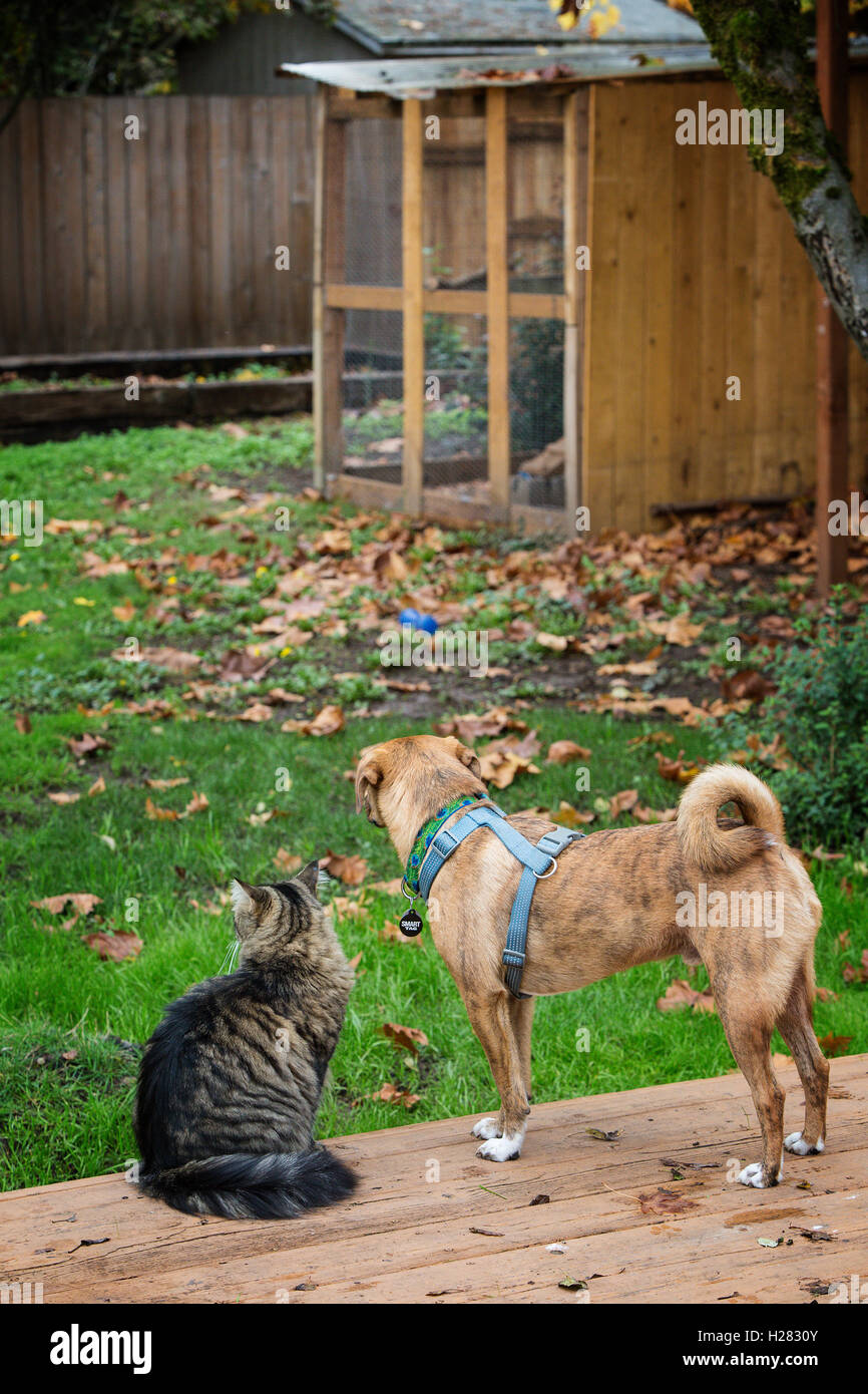 ein Hund und Katze hängen auf dem hinteren Deck mit Blick auf den Hühnerstall Stockfoto
