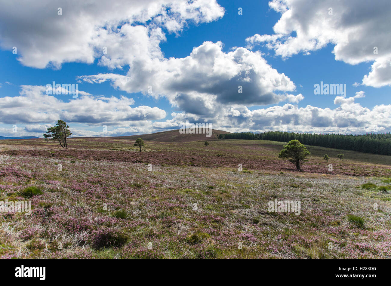 Scottish Highland Szene im schottischen Cairngorm Nation Park, windgepeitschten Moor mit Blüte lila Heidekraut. Wolken, Hang Stockfoto