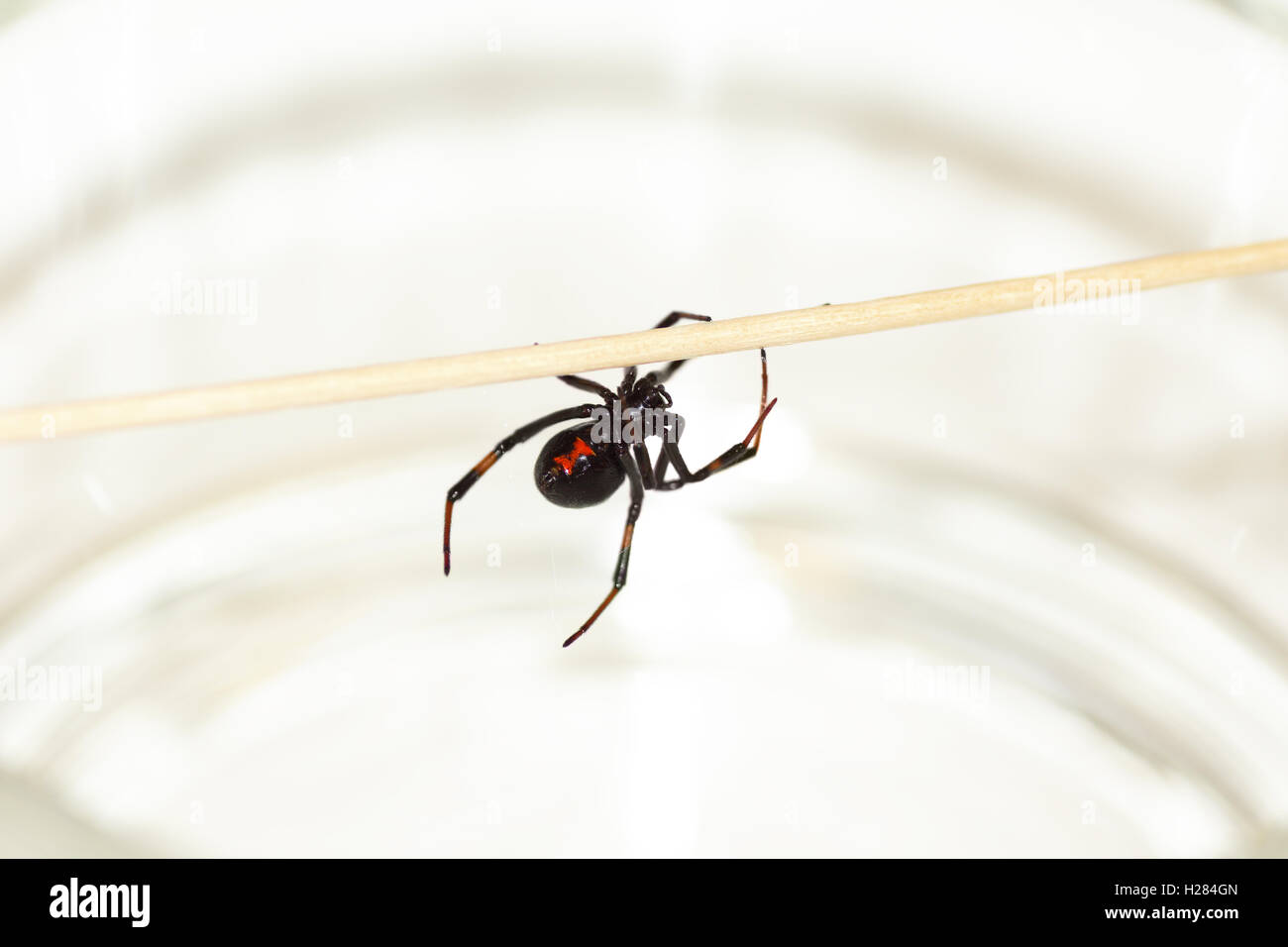 Schwarze Witwe Spinne-2 Stockfoto