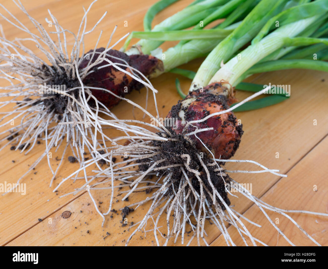 Bio-grüne Zwiebeln mit Wurzeln auf dem Holztisch Stockfoto