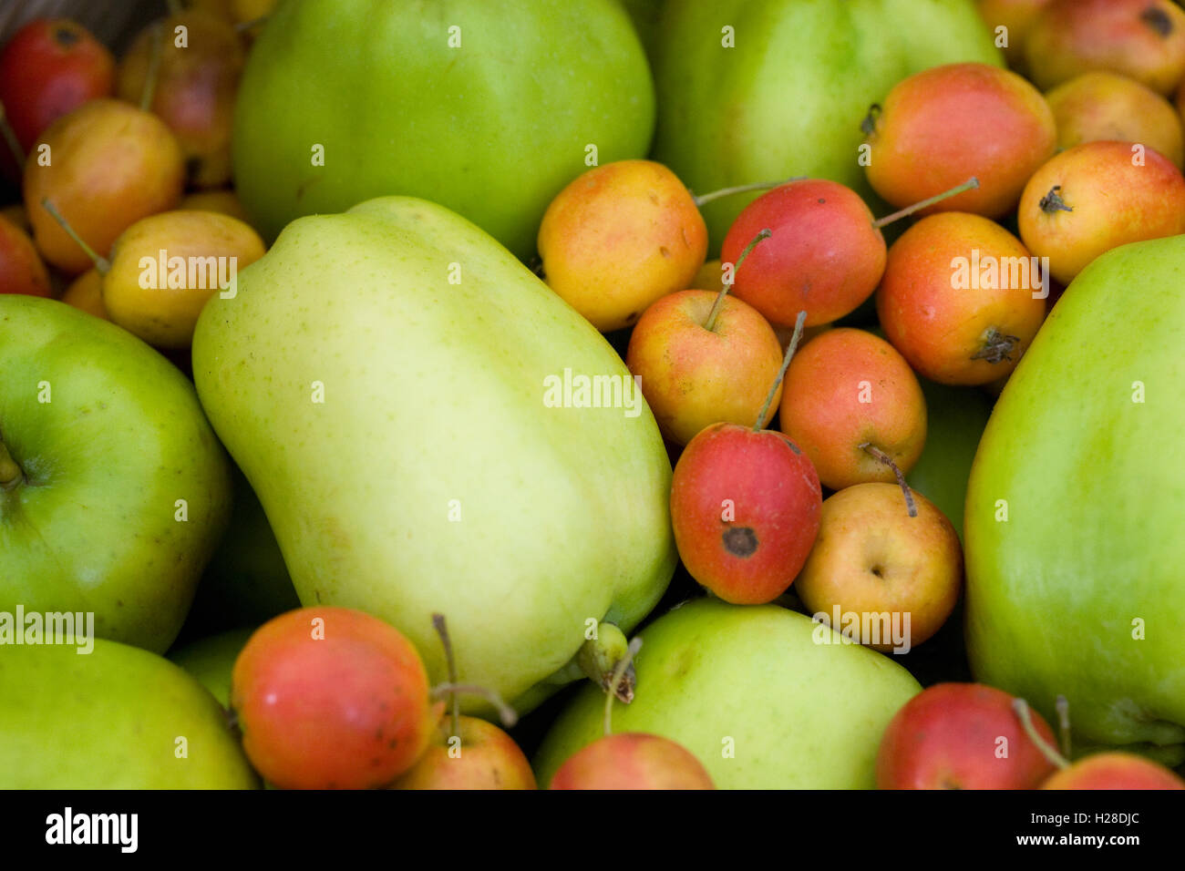 Malus 'John Downie' und Malus Domestica "Katzen-Kopf". Kochäpfel und Holzäpfel. Stockfoto