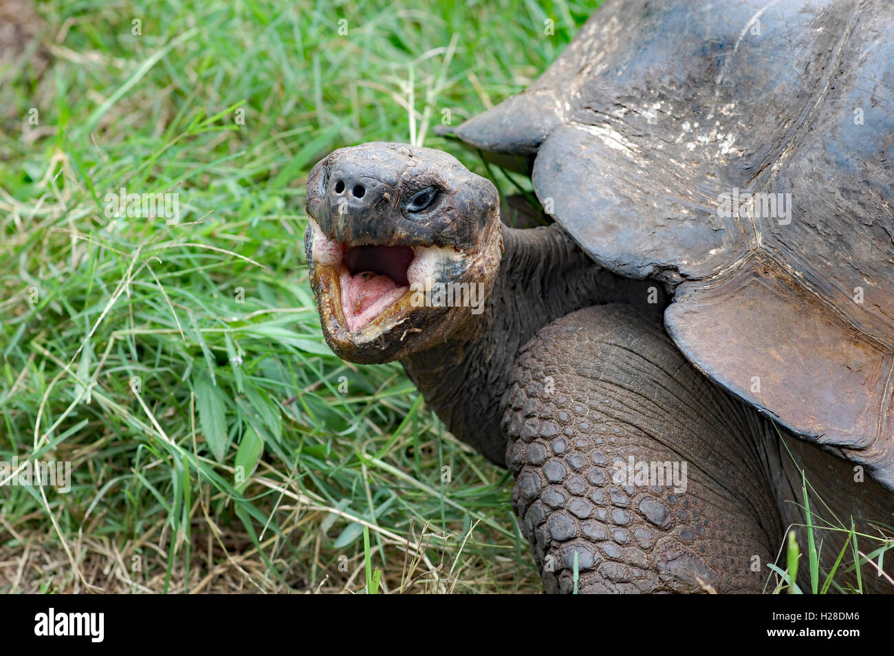 Nahaufnahme des riesigen Galapagos Schildkröte mit Mund öffnen Stockfoto