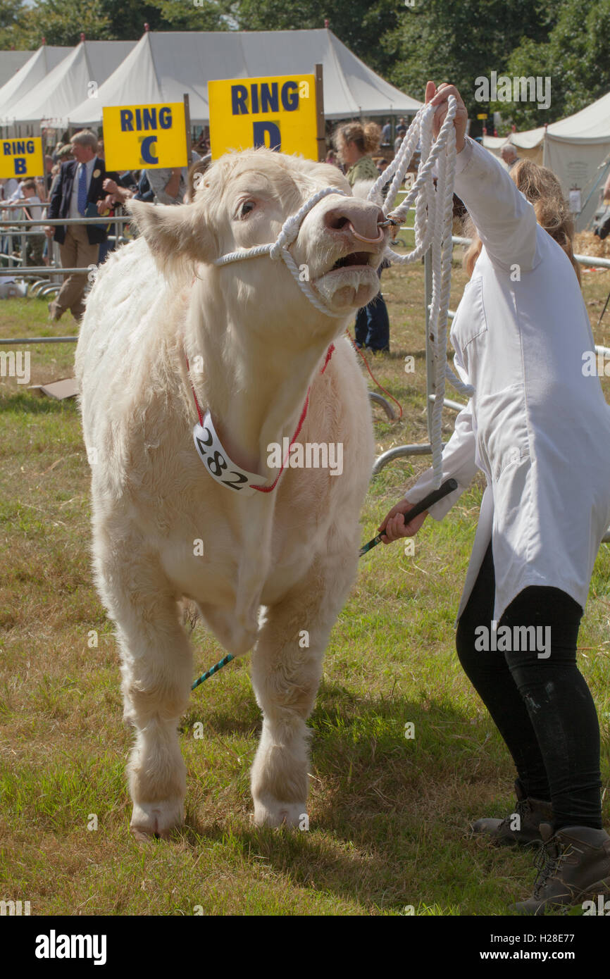 Charolais Kuh (Bos Taurus). Sensible Nutzung des Stockes Füße vor dem Richter ausrichten. Ring zu zeigen. Aylsham Landwirtschaftsausstellung. Stockfoto