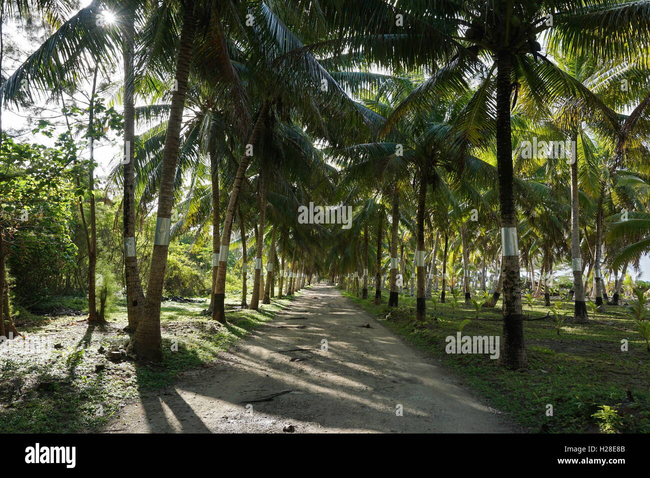 Schattigen Weg, gesäumt von Kokospalmen im Norden der Insel, Maeva, Französisch-Polynesien Huahine Nui Stockfoto