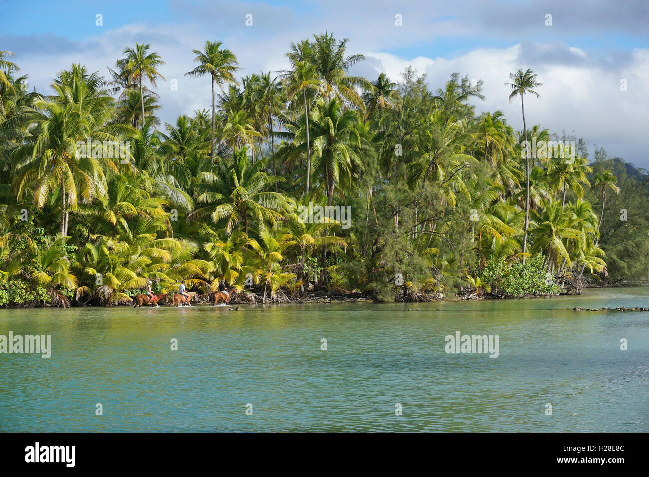 Tropische Küste mit üppigen Kokospalmen und Touristen Reitpferde im flachen Wasser, Huahine Insel, Pazifik, Französisch-Polynesien Stockfoto